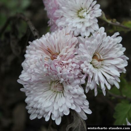 chrysanthemum indicum-hybride