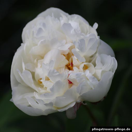 paeonia lactiflora gardenia