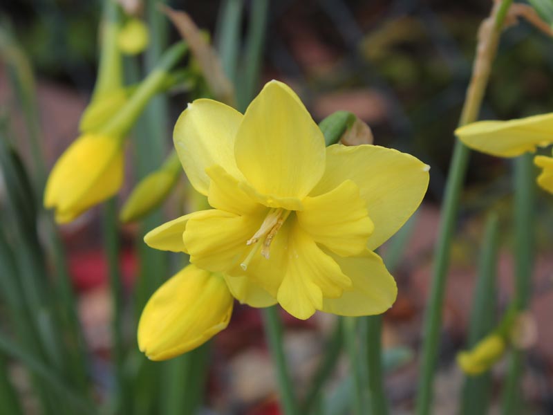 Narcissus jonquilla Tripartite