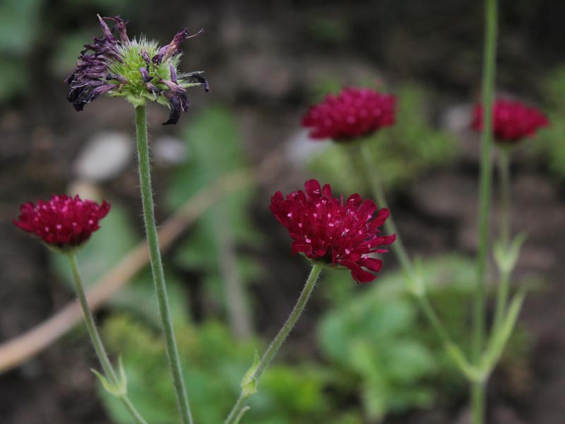 Rote Witwenblume