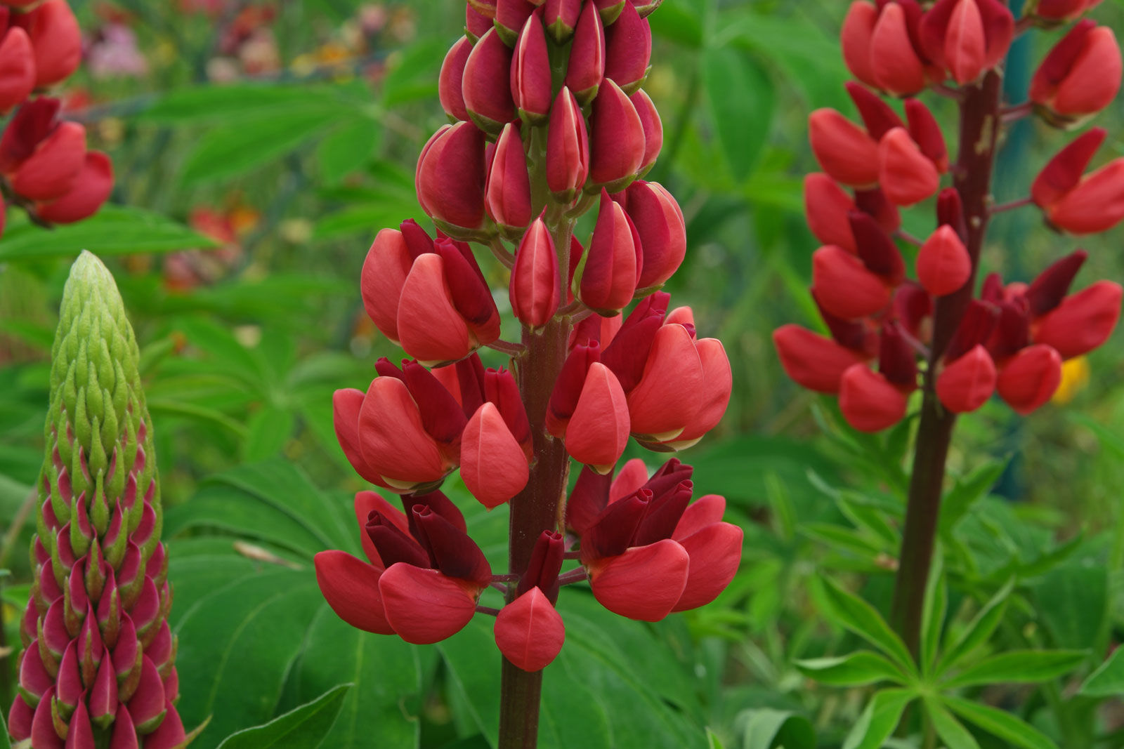 Rote Lupine