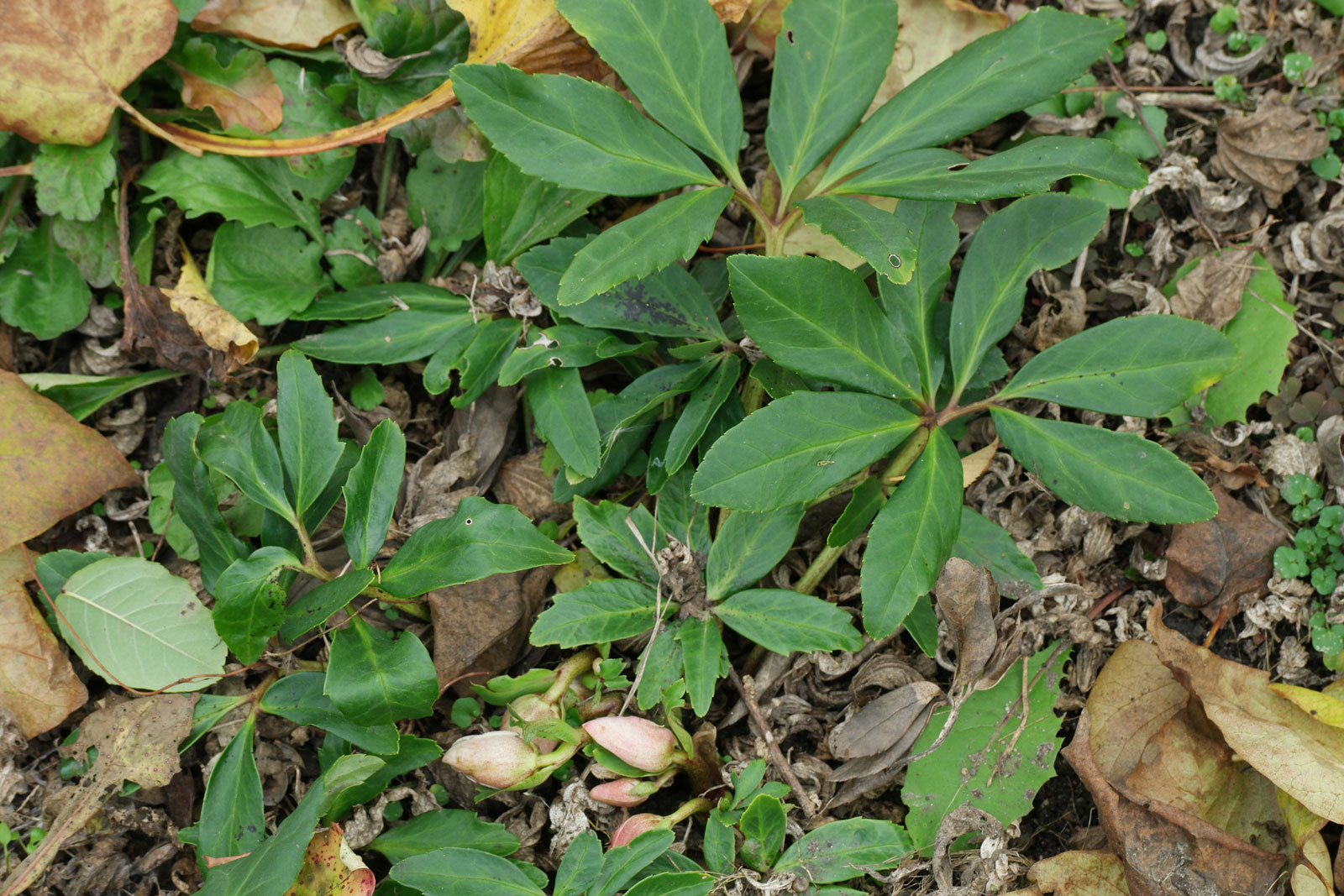 Helleborus niger Blätter und Blütenknospen