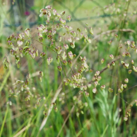 Briza media Zittergras