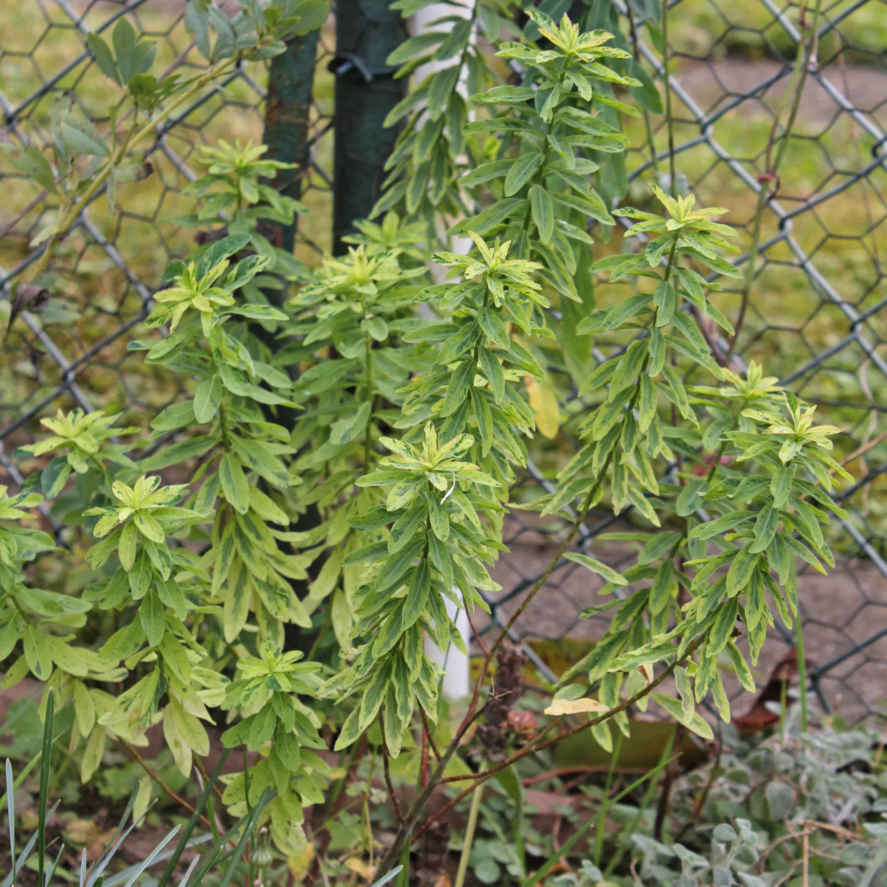 Euphorbia epithymoides Variegata
