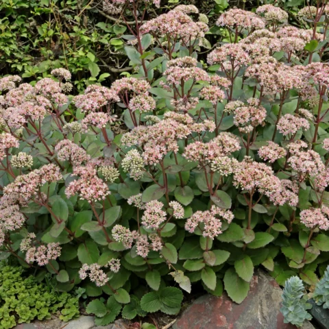 Hylotelephium telephium Rote Fetthenne