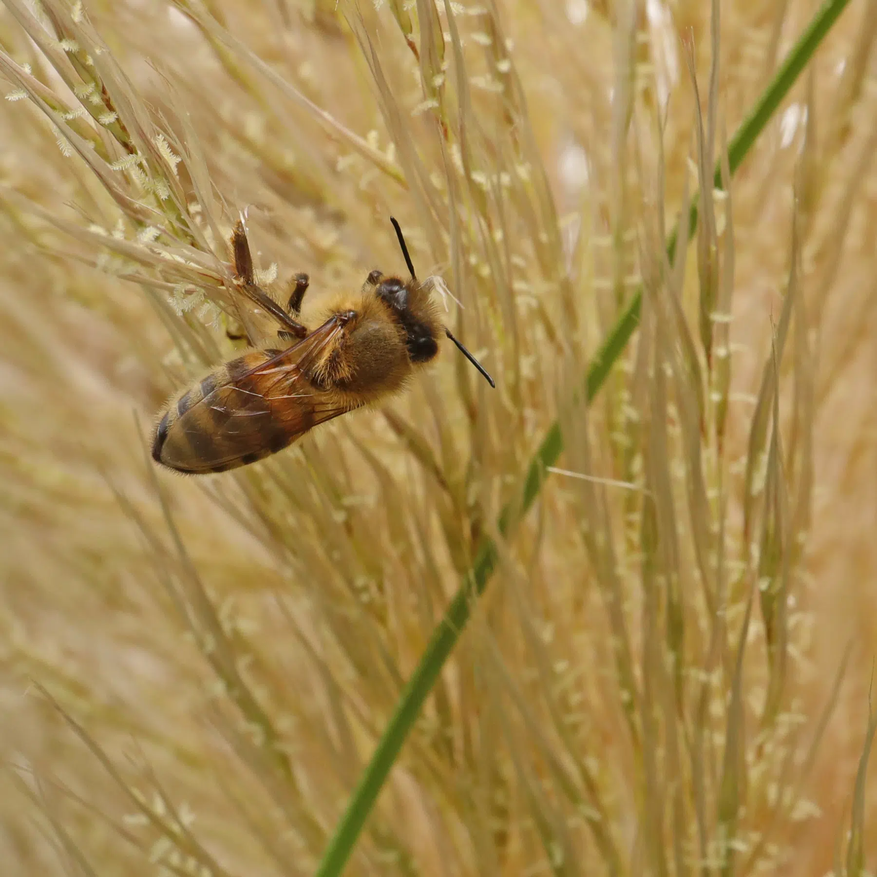 Honigbiene auf Pampasgras