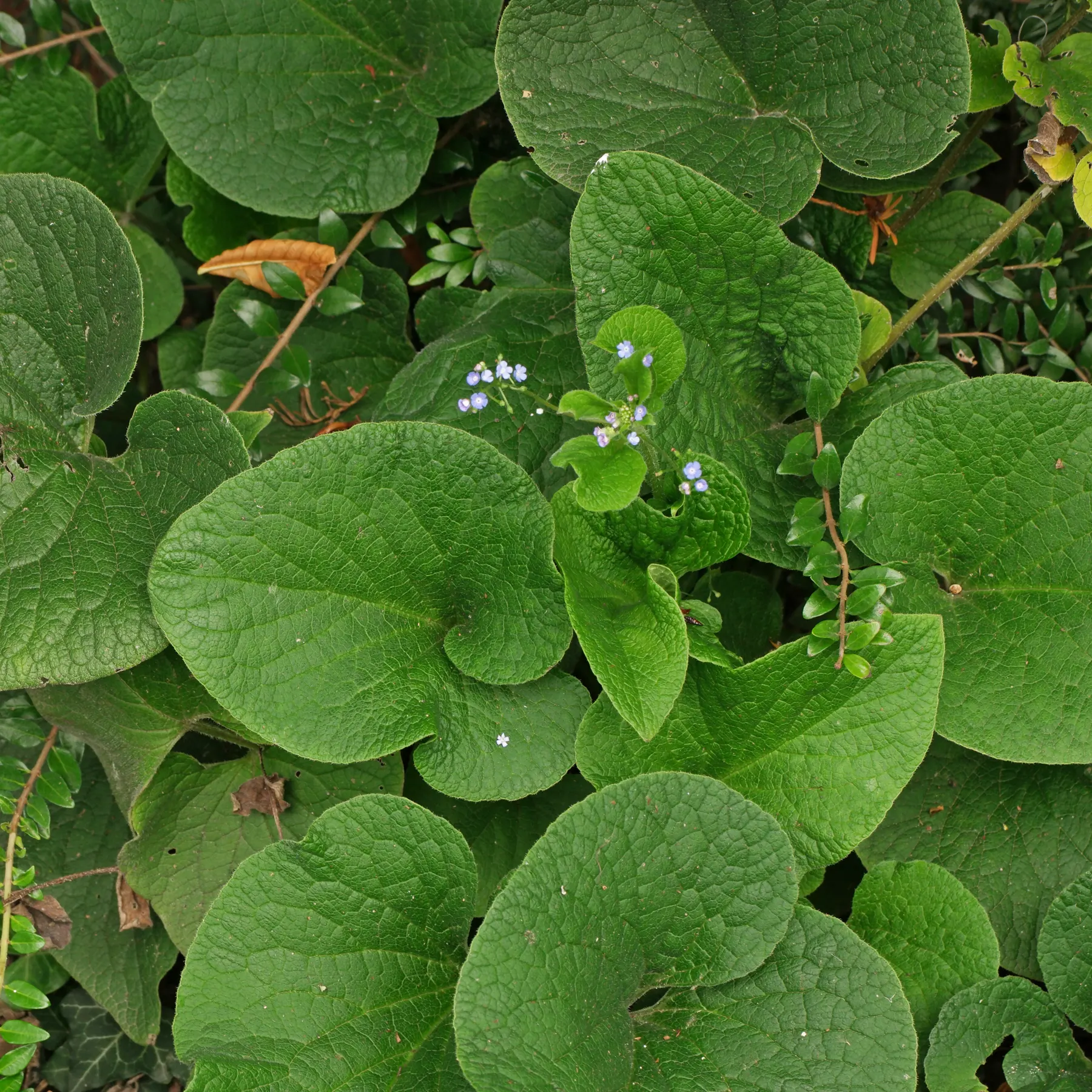 Brunnera macrophylla Kaukasus-Vergissmeinnicht