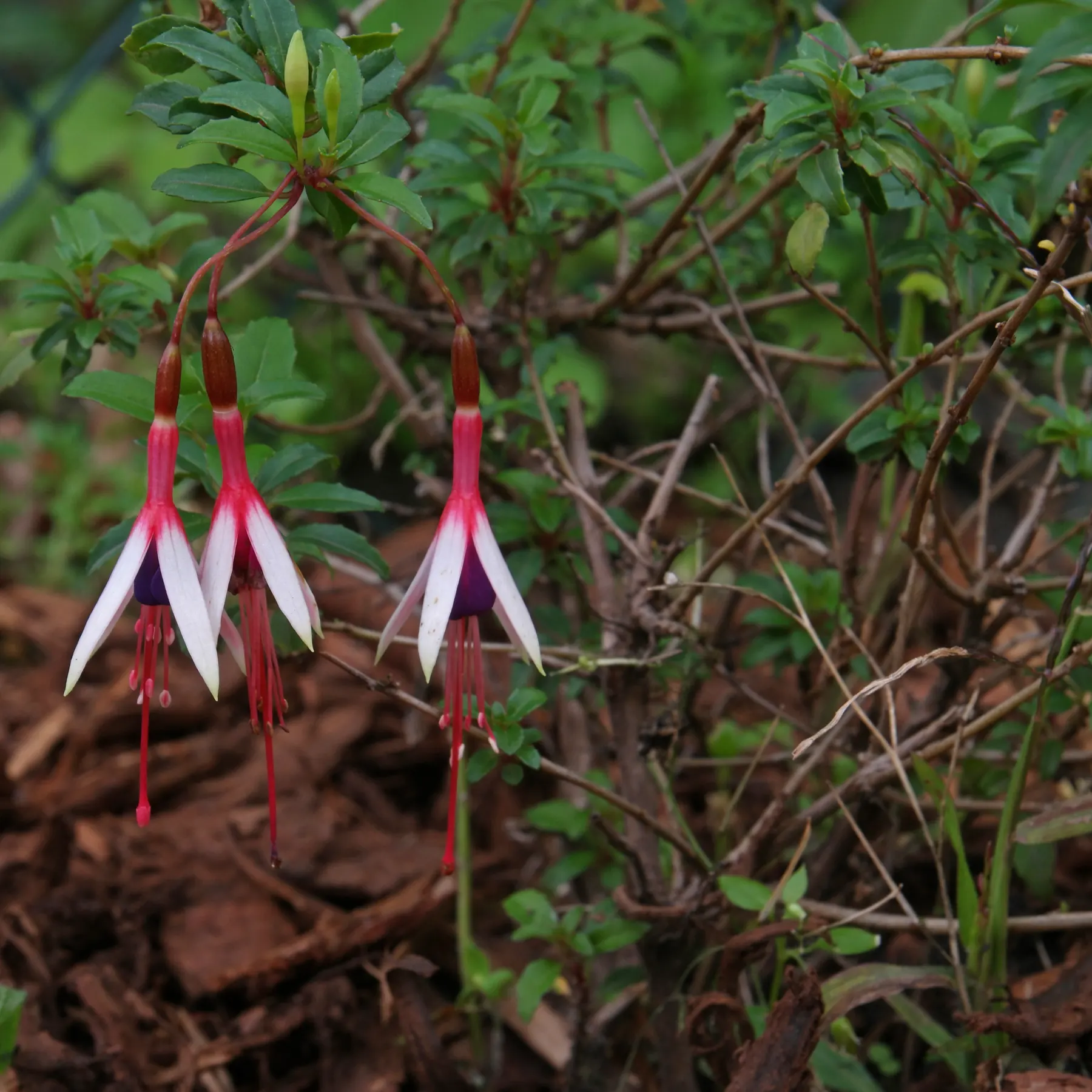 Fuchsia magellanica var Arauco