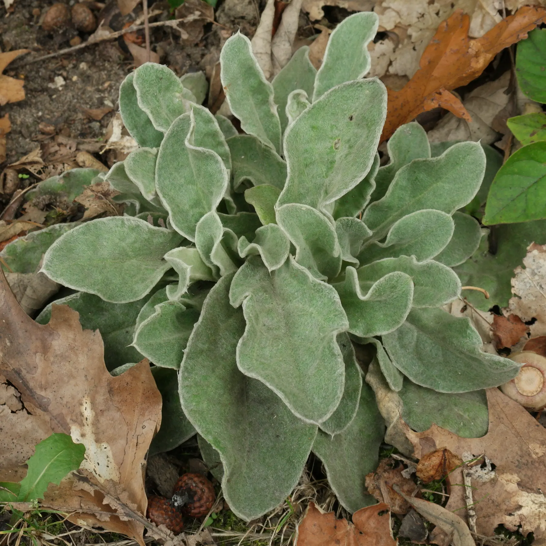 Silene coronaria Blätter