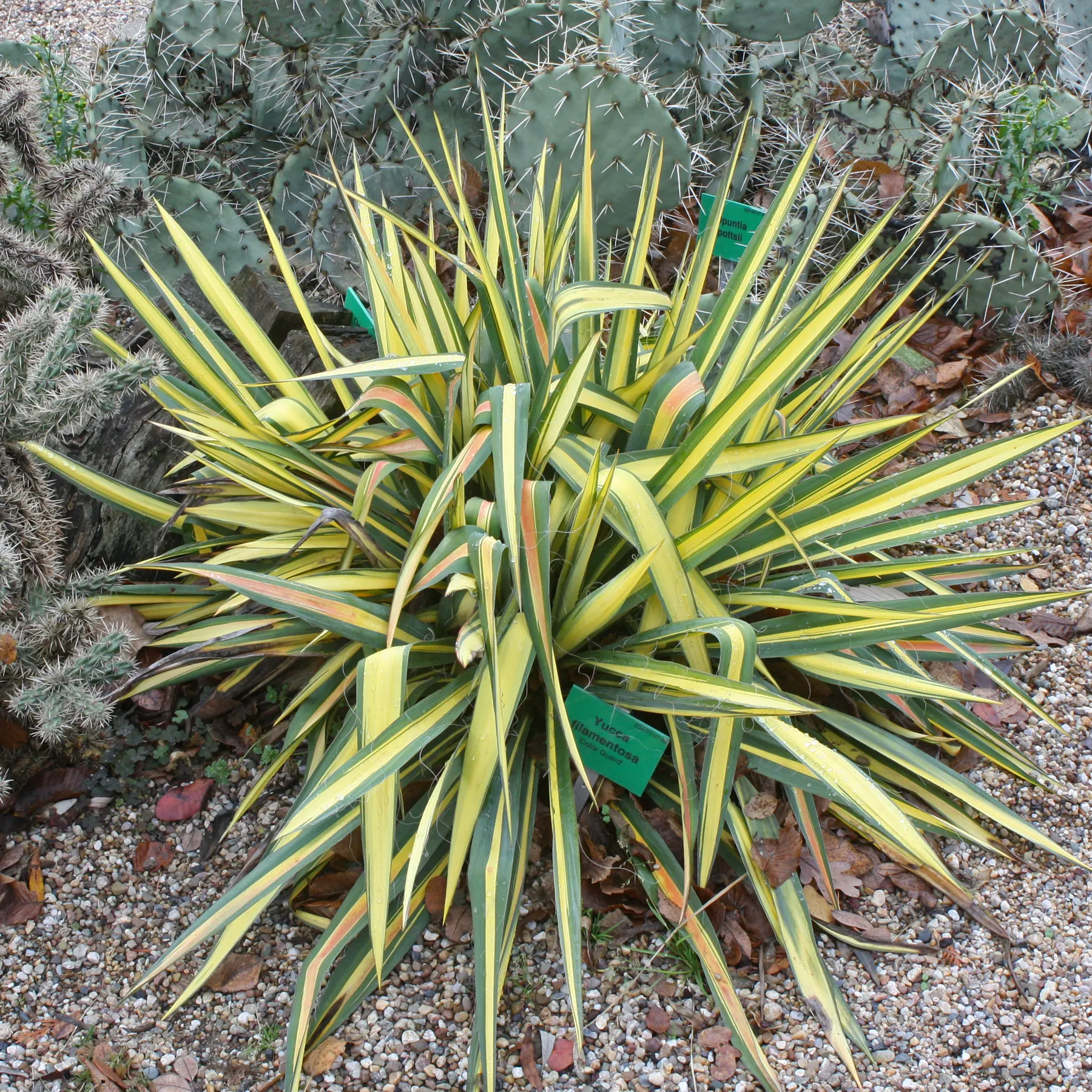 Yucca filamentosa Color Guard