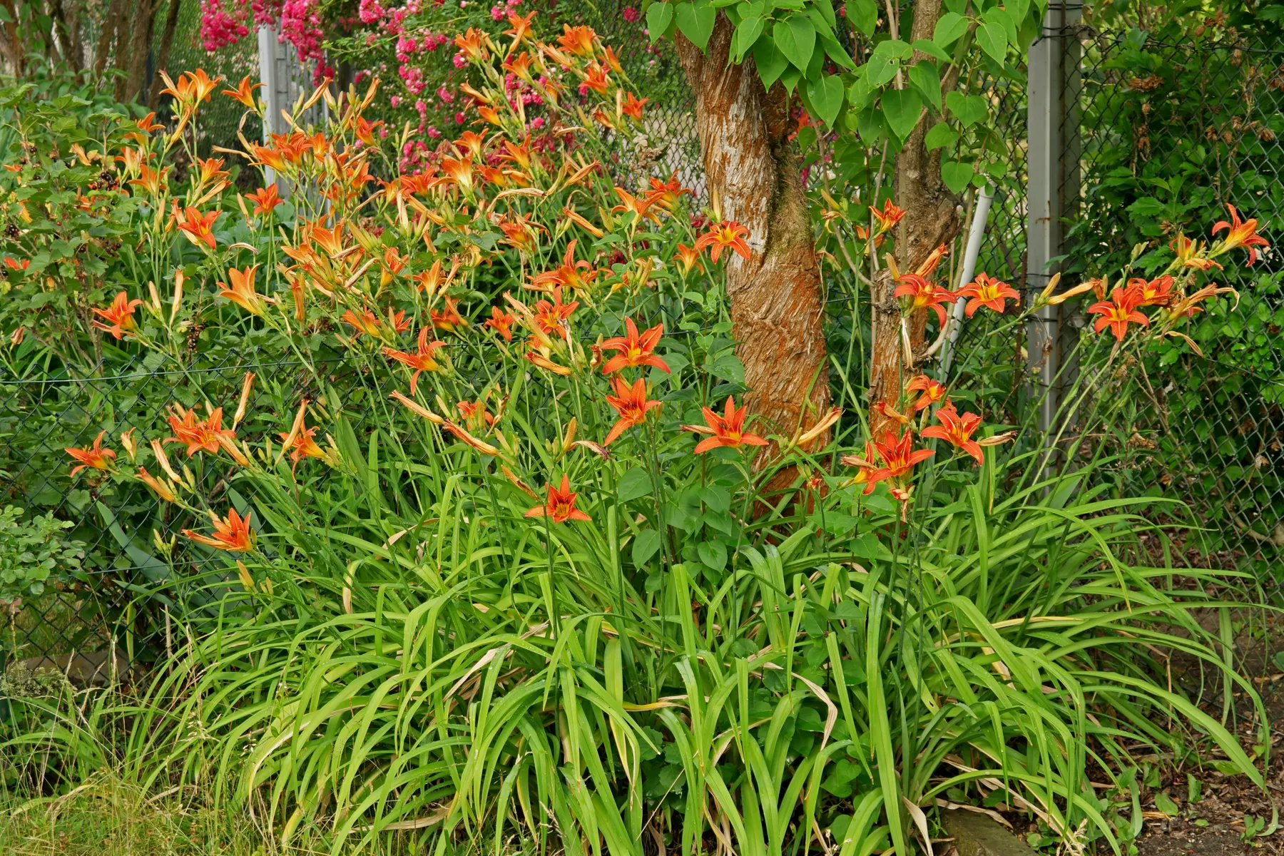 Taglilie im Garten