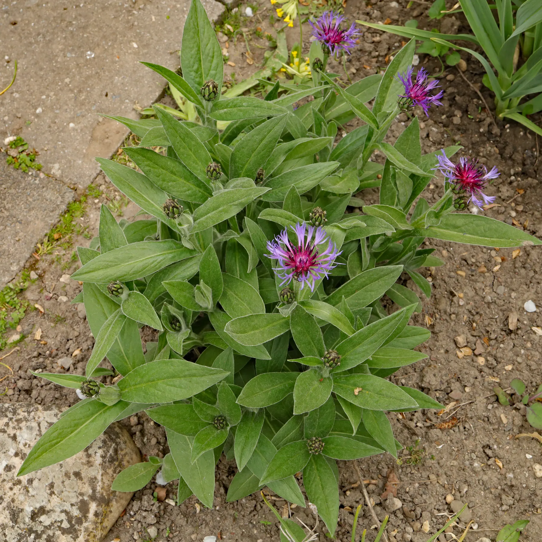 Centaurea montana Berg-Flockenblume
