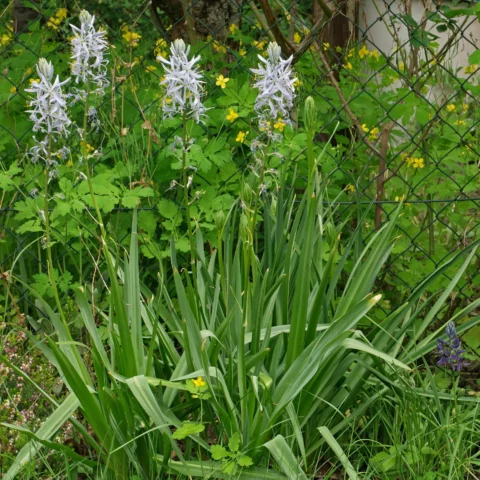 Camassia cusickii Prärielilie