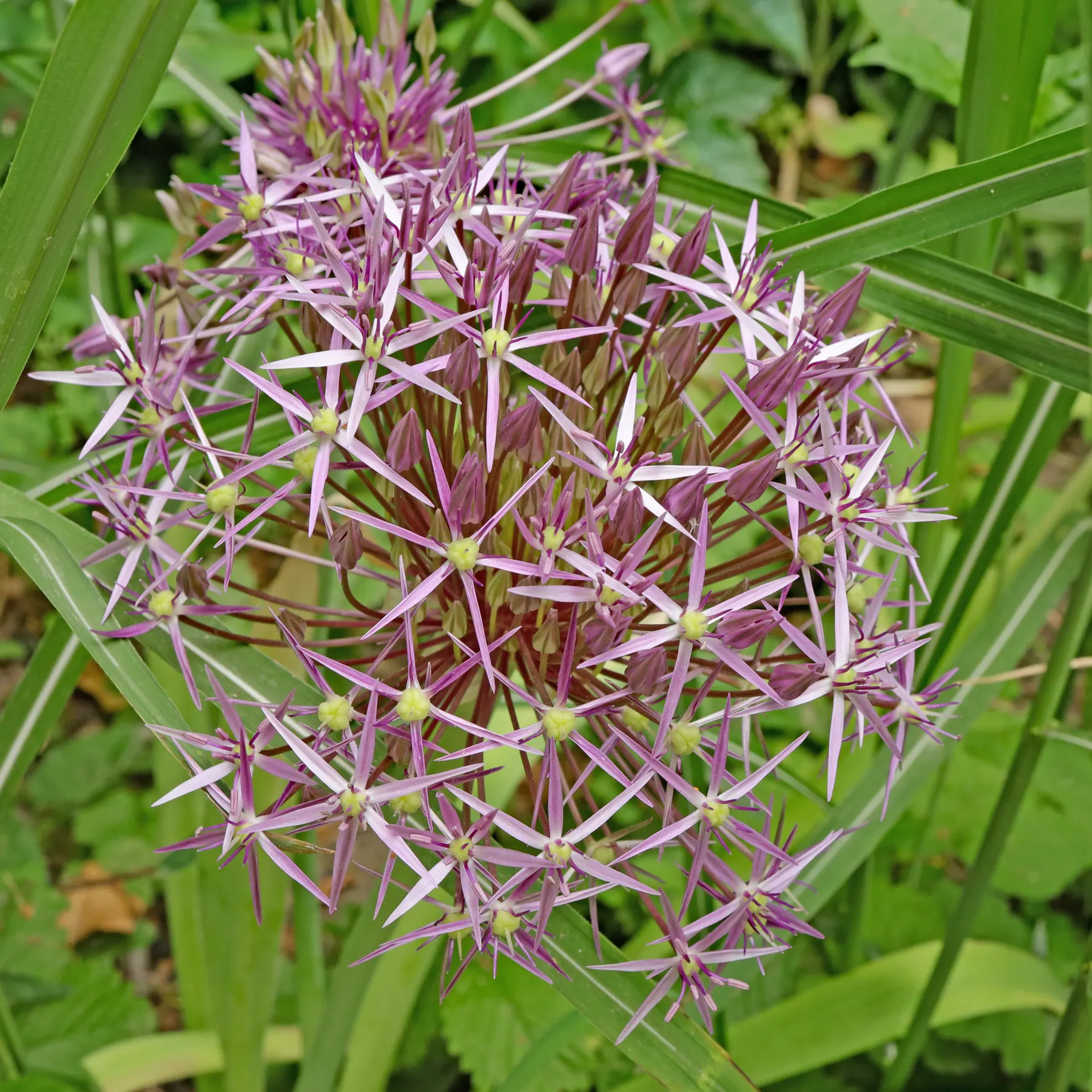 Allium cristophii Sternkugel Lauch