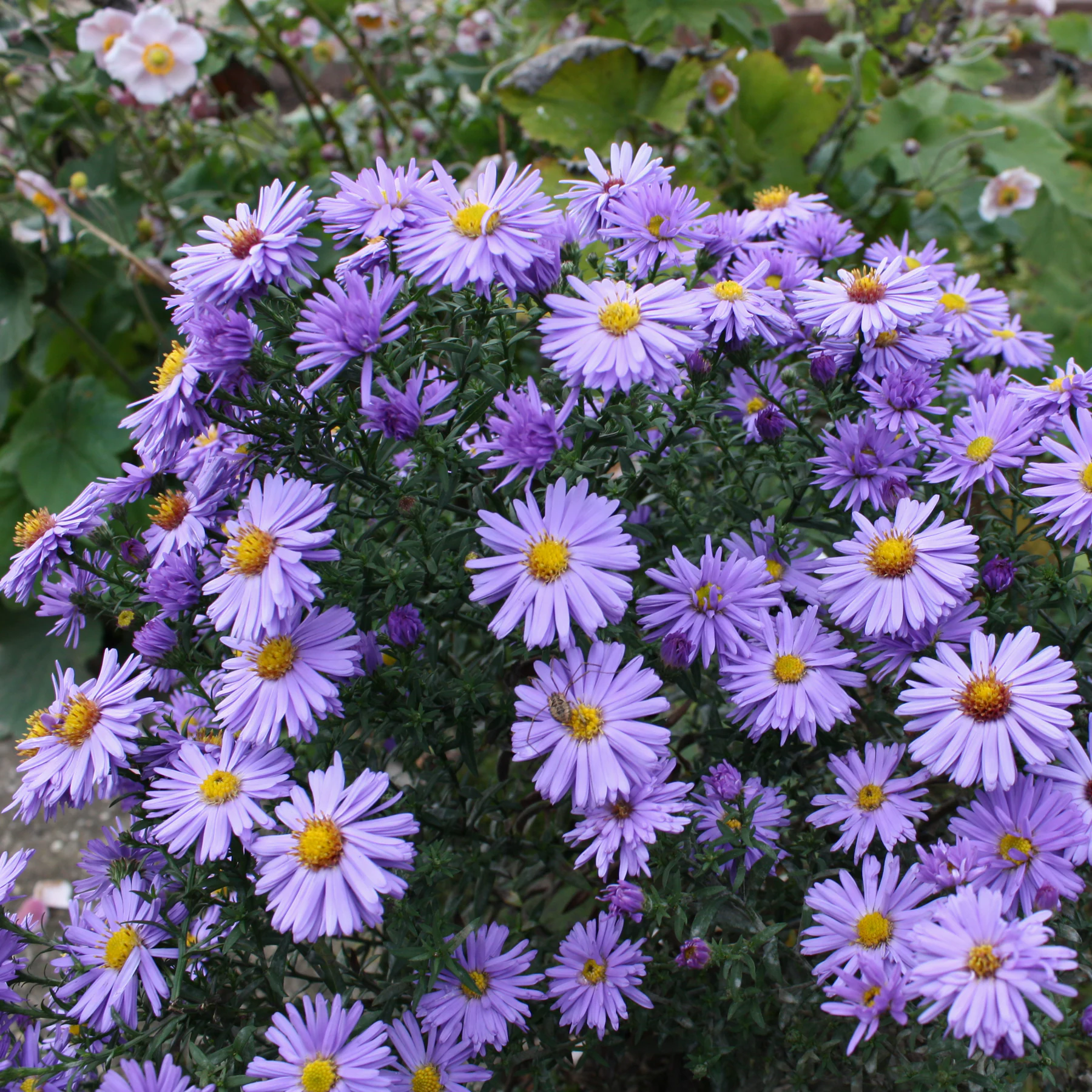 Herbst Aster