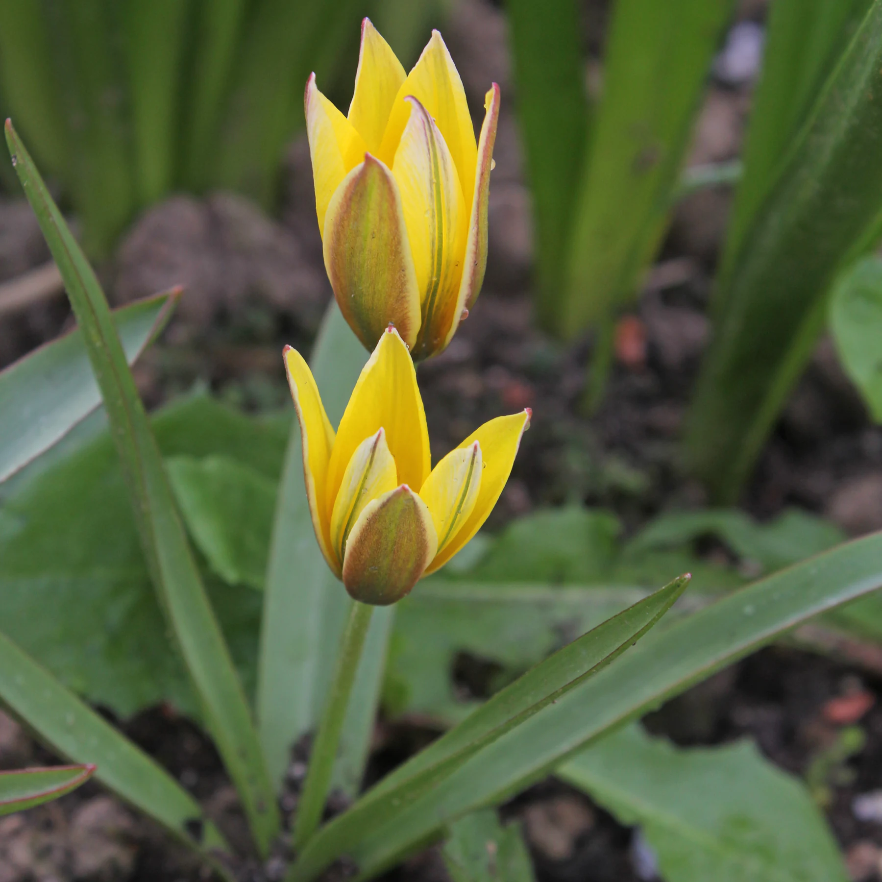 Tulipa urumiensis Stern Tulpe