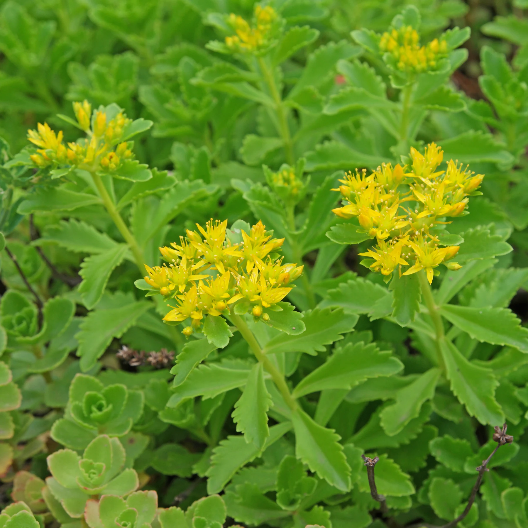 Sedum hybridum