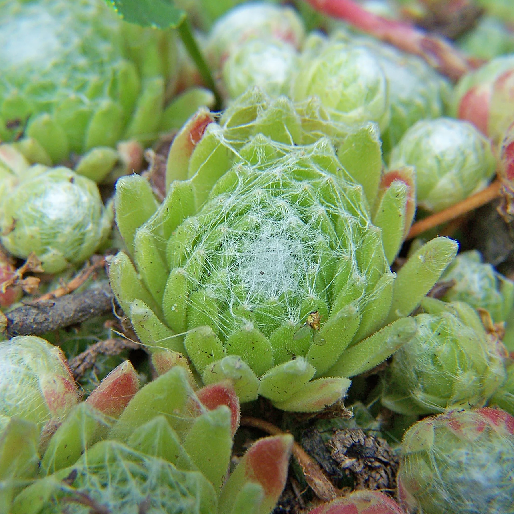 Sempervivum arachnoideum