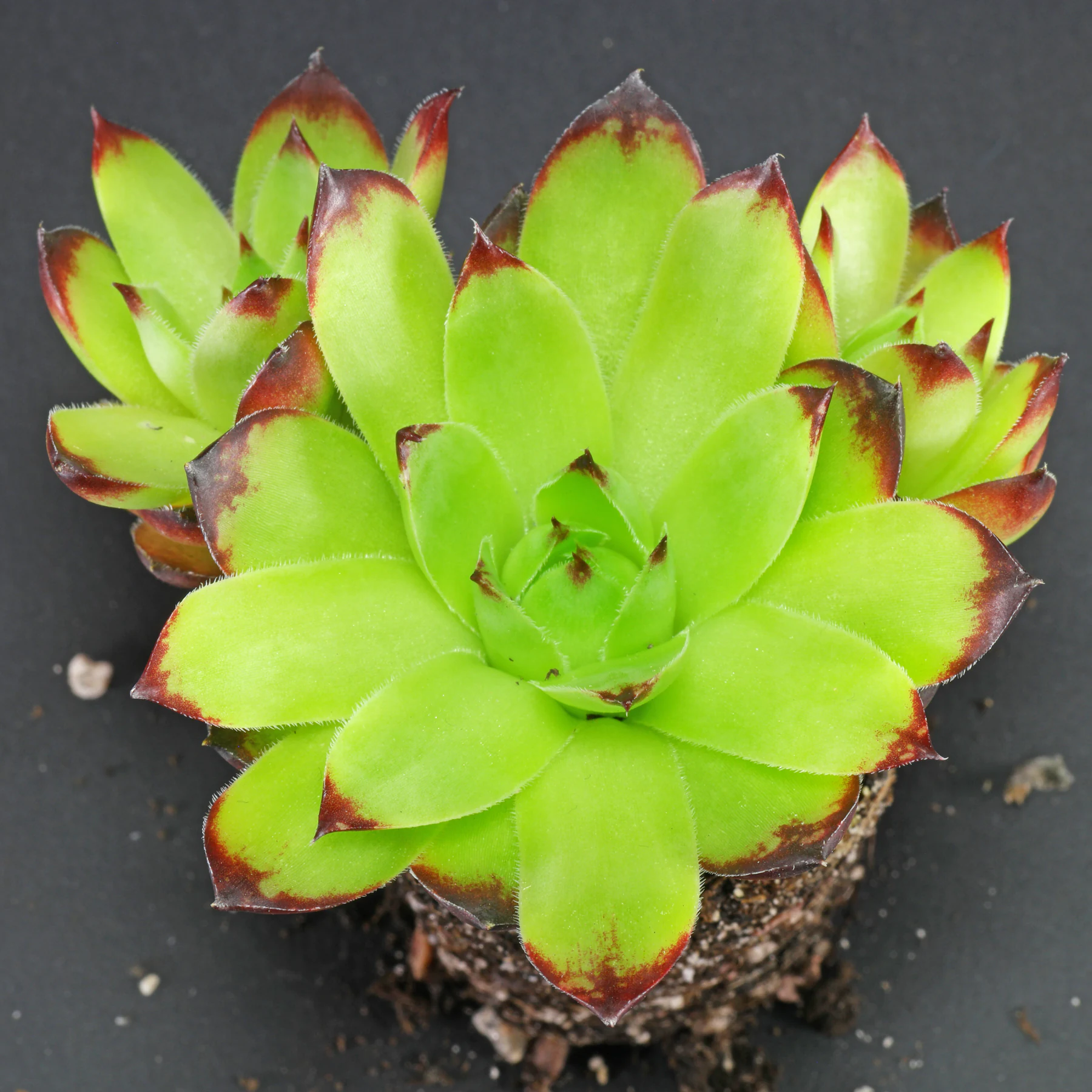 Sempervivum tectorum