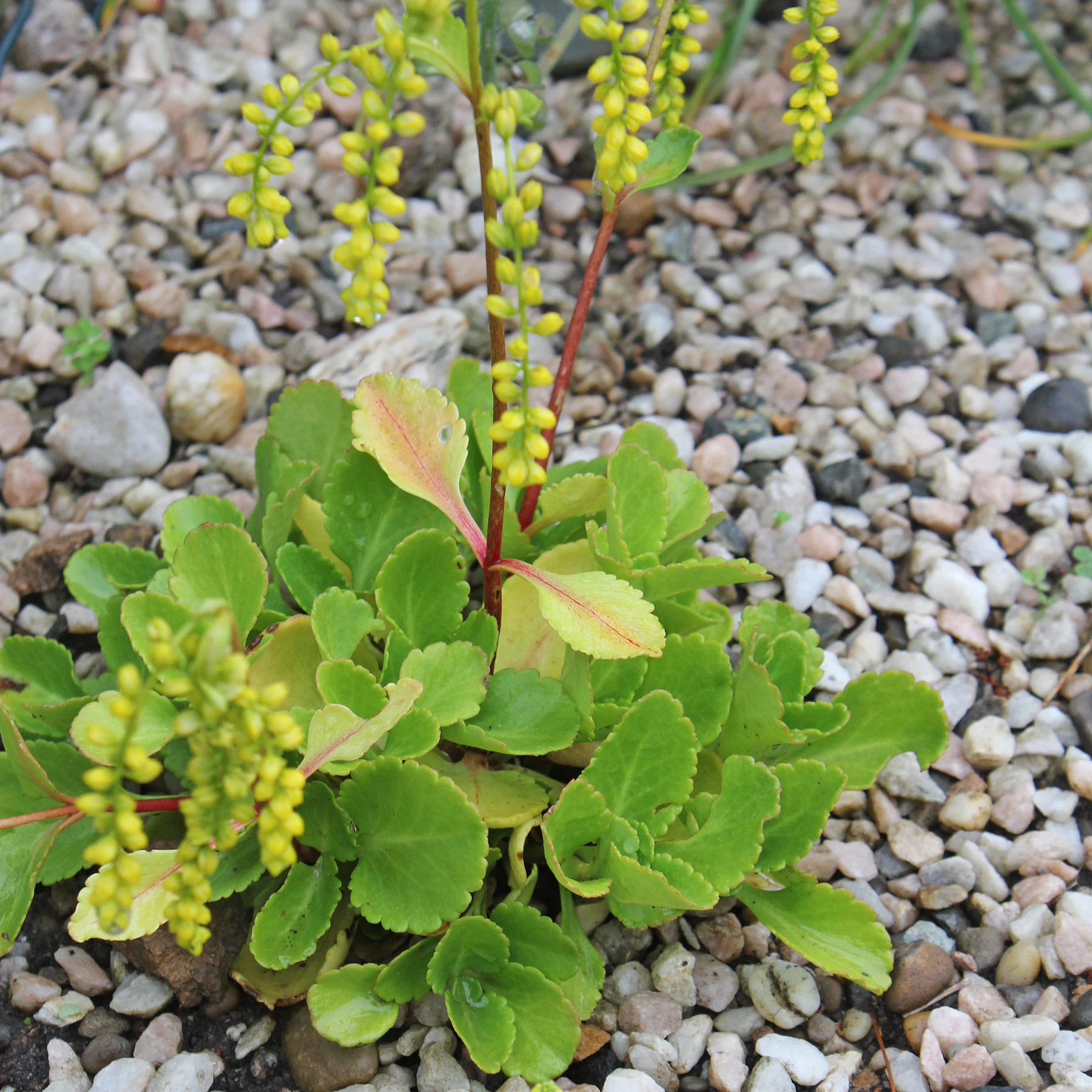 Umbilicus oppositifolius